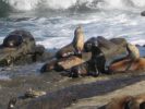 PICTURES/La Jolla Cove - Seals & Sea Lions/t_IMG_8752.JPG
